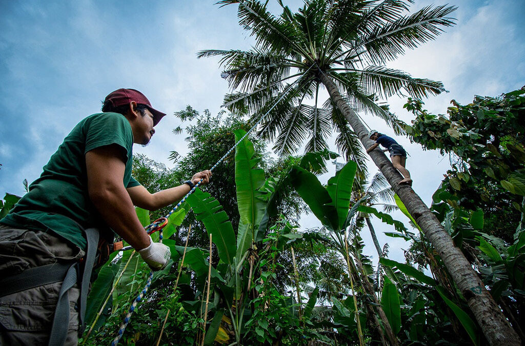 Why We Should Care About Coconuts